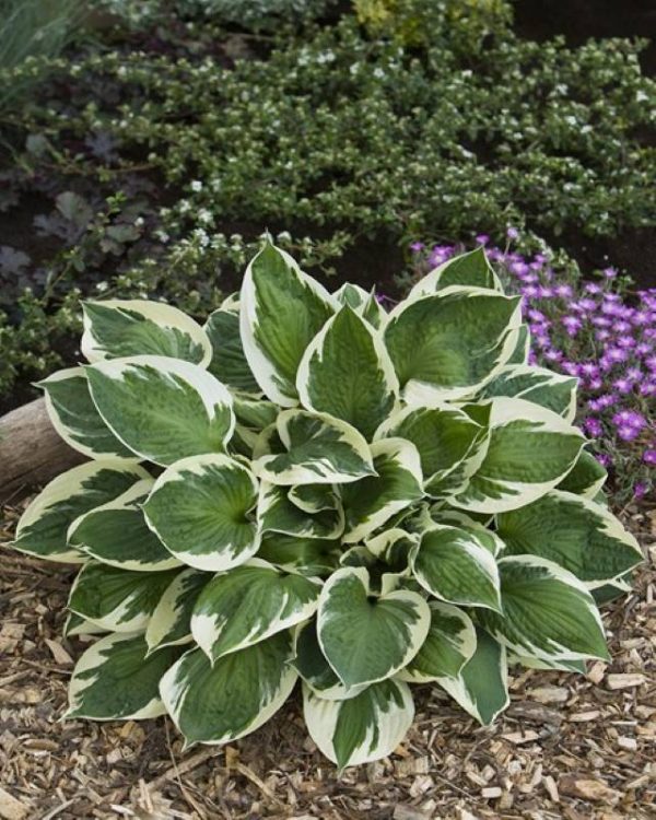 Hosta Karin