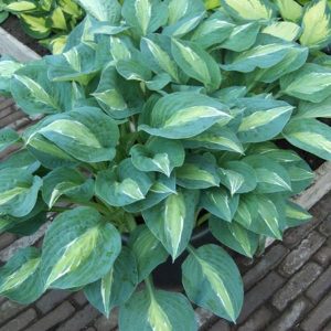 Hosta Kiwi Full Monty