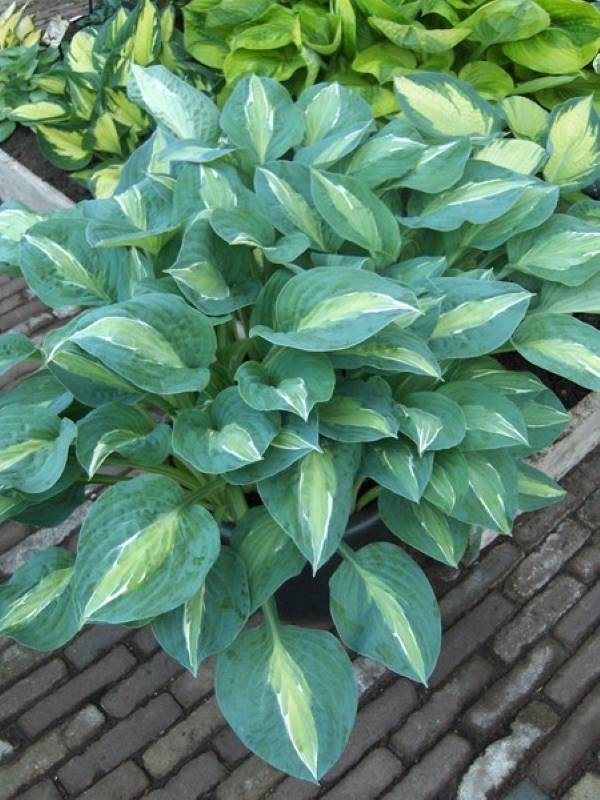 Hosta Kiwi Full Monty