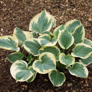 Hosta Knockout