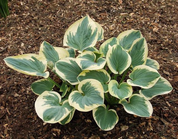 Hosta Knockout