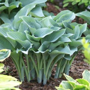 Hosta Krossa Regal