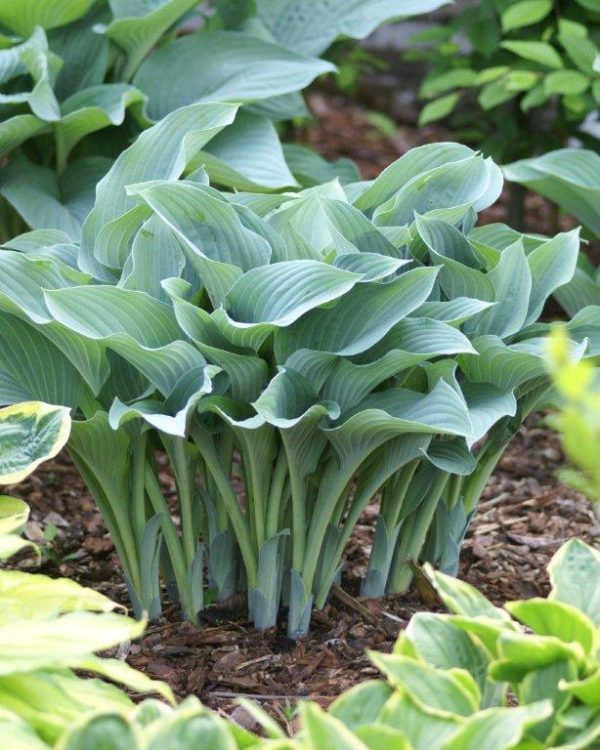 Hosta Krossa Regal