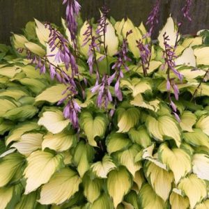 Hosta Lady Guinevere