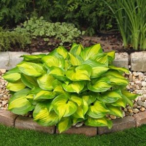 Hosta Lakeside Banana Bay