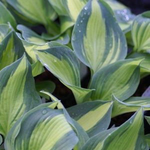 Hosta Lakeside Cup Cake
