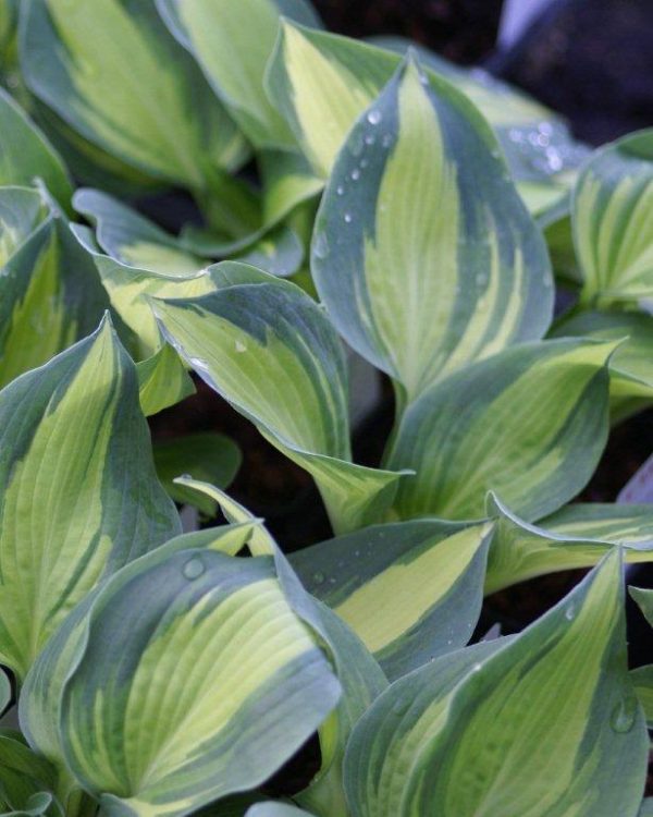 Hosta Lakeside Cup Cake