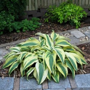 Hosta Lakeside Dragonfly