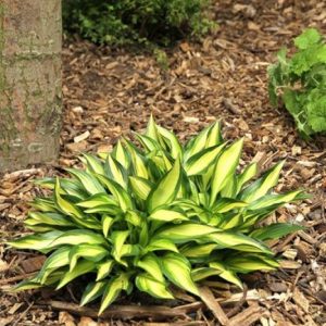 Hosta Lakeside Little Tuft