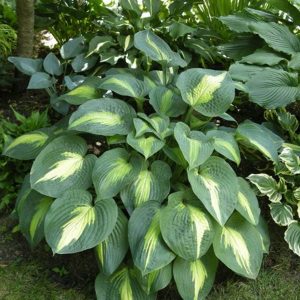 Hosta Lakeside Shoremaster
