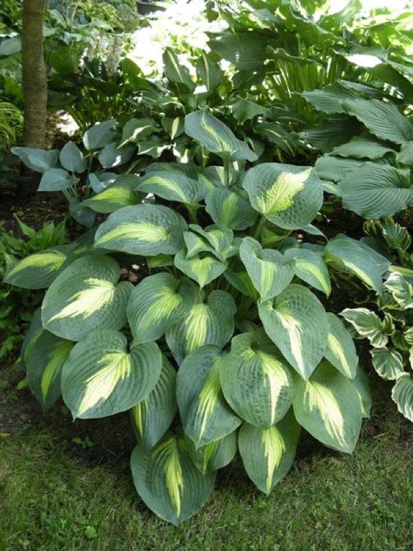 Hosta Lakeside Shoremaster