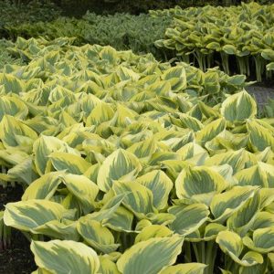 Hosta Liberty®
