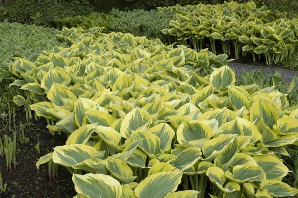 Hosta Liberty®