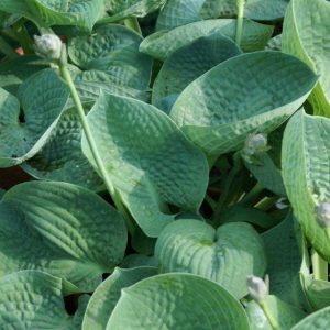 Hosta Love Pat