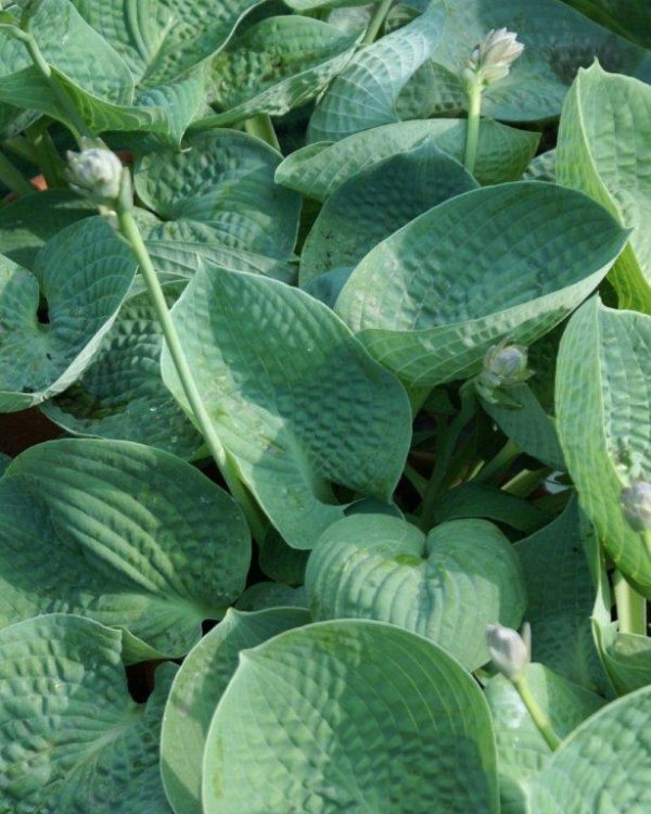Hosta Love Pat