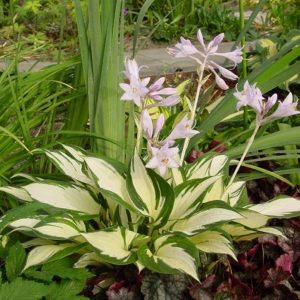 Hosta Loyalist®