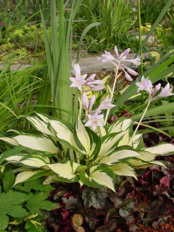 Hosta Loyalist®
