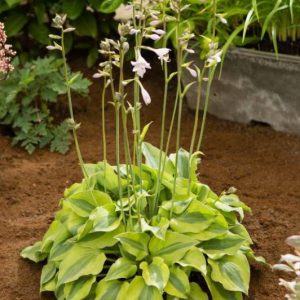 Hosta Luna Moth®