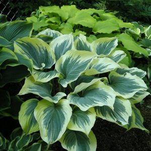 Hosta Majesty