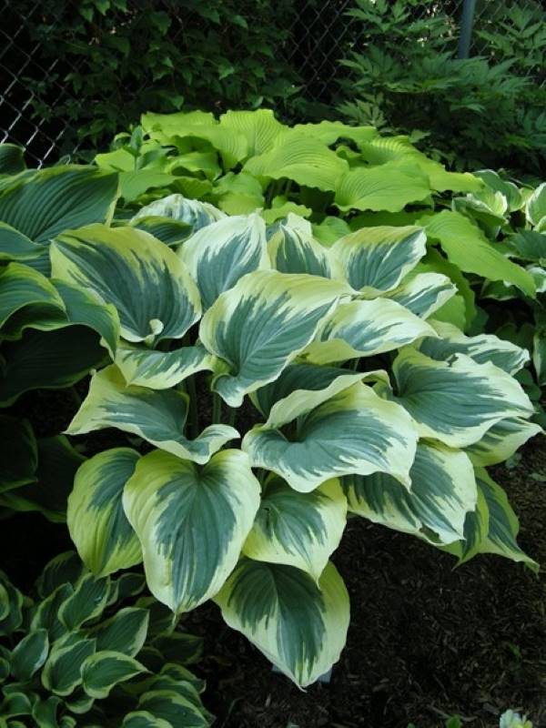Hosta Majesty