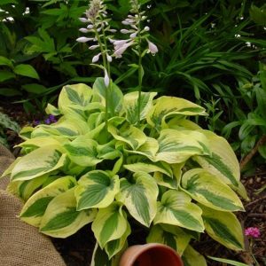 Hosta Mama Mia