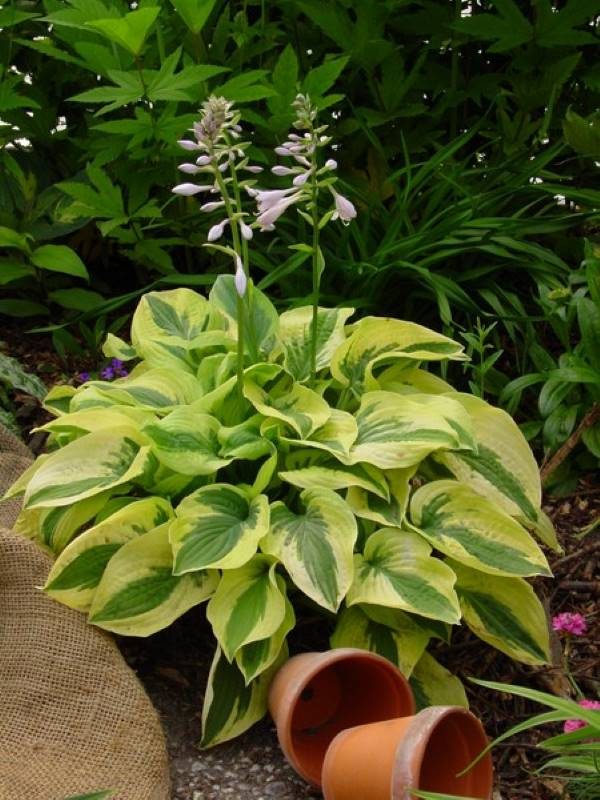 Hosta Mama Mia
