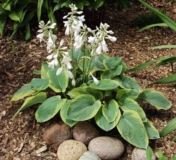 Hosta Maple Leaf
