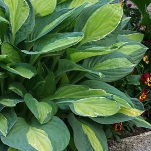 Hosta Mata Hari