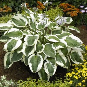 Hosta Minute Man