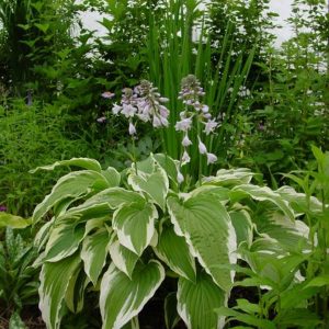 Hosta Moerheim
