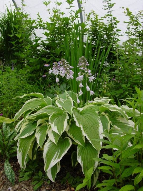 Hosta Moerheim