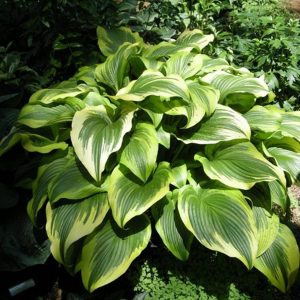 Hosta Aureomarginata