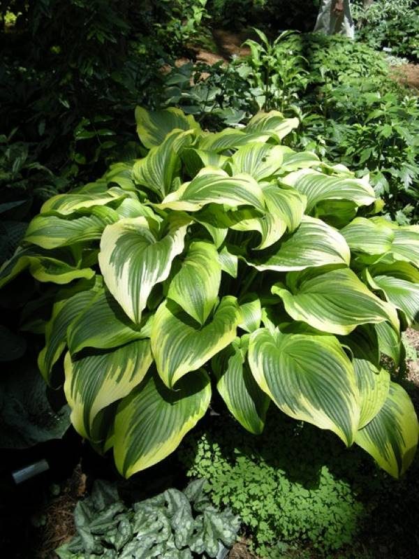 Hosta Aureomarginata