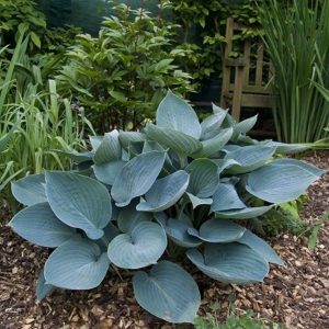 Hosta Moody Blues