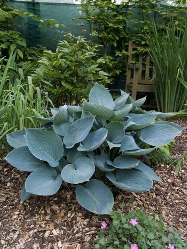Hosta Moody Blues