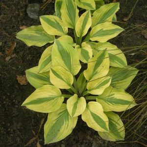 Hosta Moonsplit®