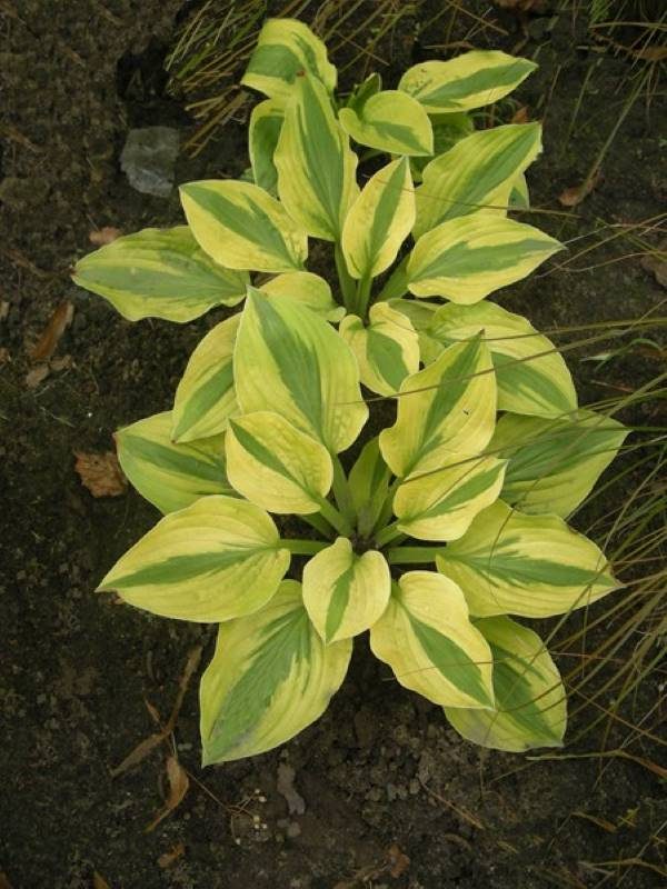 Hosta Moonsplit®