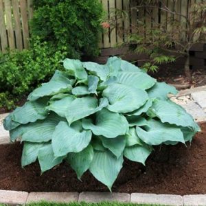 Hosta Moonlight Sonata