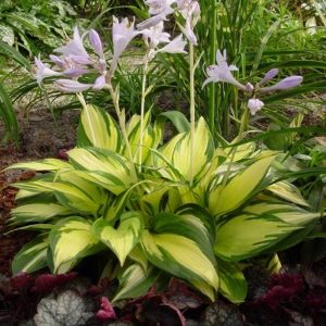 Hosta Morning Light®