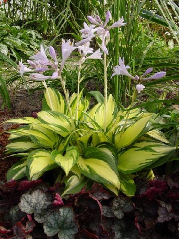 Hosta Morning Light®