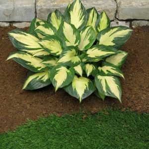 Hosta Morning Star