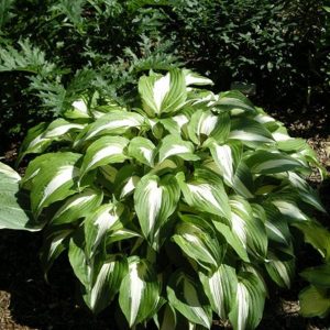 Hosta Night Before Christmas