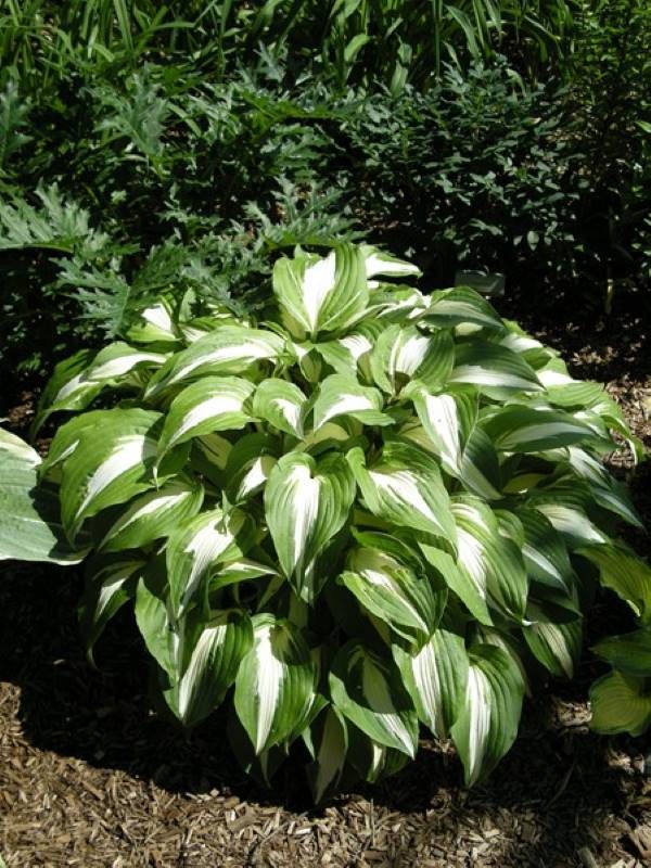 Hosta Night Before Christmas