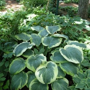 Hosta Nothern Exposure