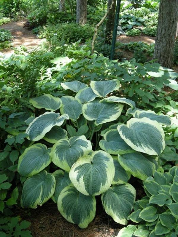 Hosta Nothern Exposure