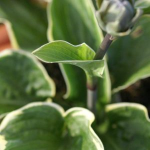 Hosta Northern Halo