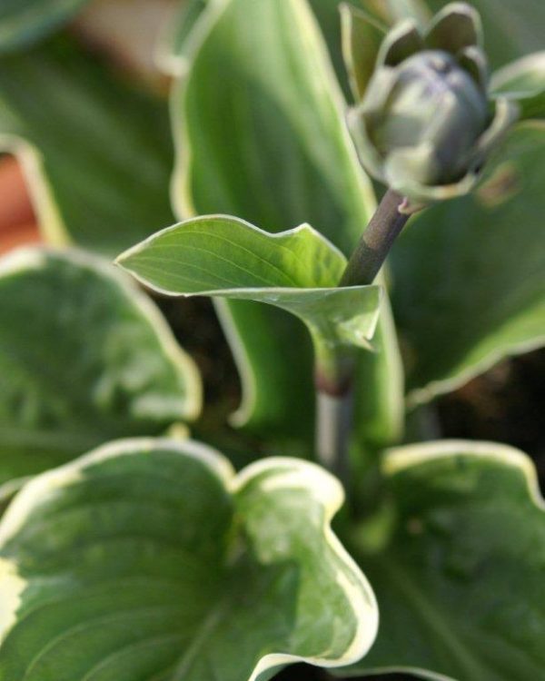 Hosta Northern Halo