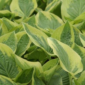 Hosta Oh Cindy