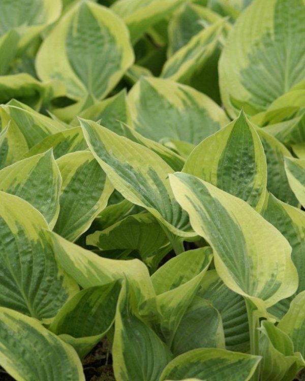 Hosta Oh Cindy
