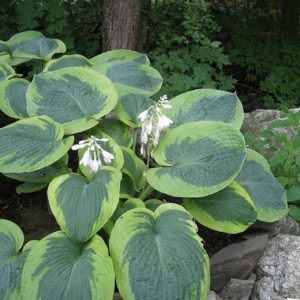 Hosta Olive Baily Langdom